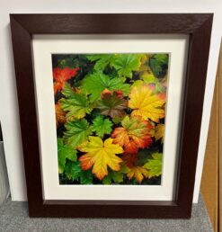 Framed Rodney Lough, Jr. Photograph (1990's) - Leaves